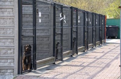 Ile kosztuje bytomskie schronisko?