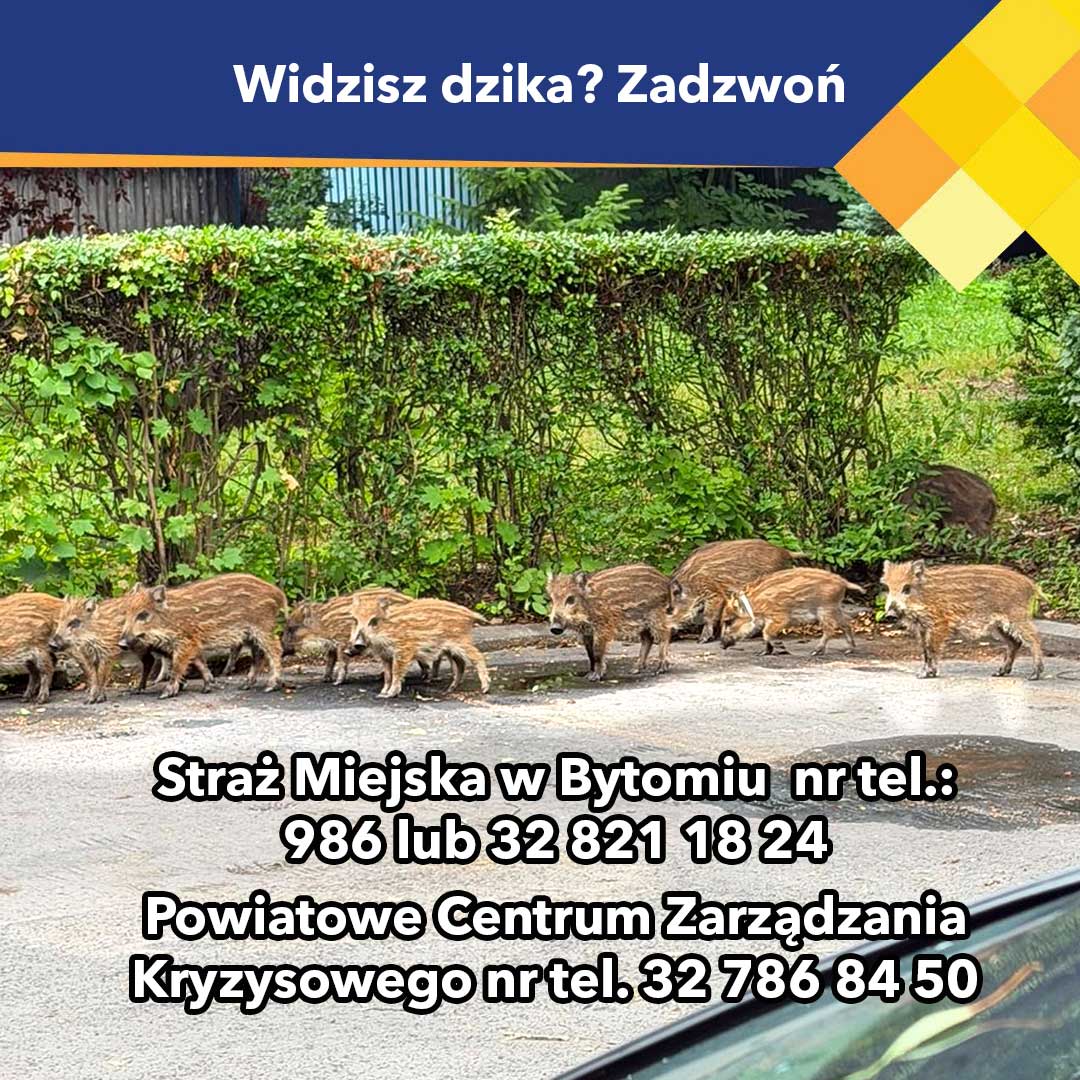 Do sierpnia służby interweniowały 173 razy Grafika informacyjna dot. interwencji w sprawie dzików
