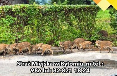 Dziki zapraszamy do lasu
