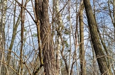 Obumarłe i zagrażające bezpieczeństwu drzewa d
