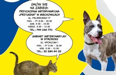 Zaczipuj bezpłatnie swojego czworonoga 