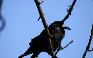 IMG_7985.JPG