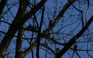 IMG_7983.jpg
