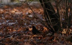 IMG_7988.JPG