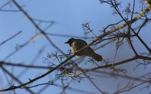IMG_0045.JPG