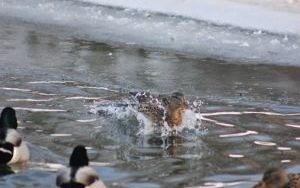 IMG_0213.JPG