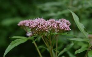 DSC_0359.JPG