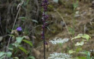 DSC_0532.JPG