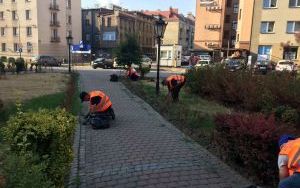 Roboty zieleniarskie w ramach CIS (1)