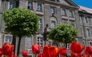 Kwiaty na bytomskich placach i skwerach  (3)