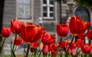 Kwiaty na bytomskich placach i skwerach  (4)