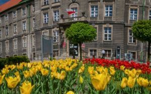 Kwiaty na bytomskich placach i skwerach  (5)