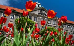 Kwiaty na bytomskich placach i skwerach  (6)