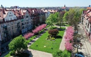 Kwiaty na bytomskich placach i skwerach  (8)