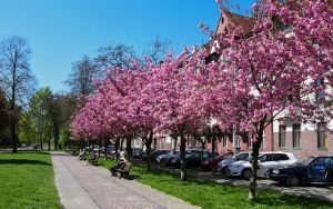 Kwiaty na bytomskich placach i skwerach  (9)