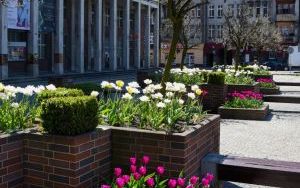 Kwiaty na bytomskich placach i skwerach  (13)