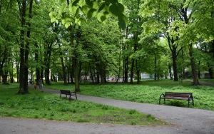 Prostujemy fałszywą informację - nie będzie wycinki 120 drzew (3)