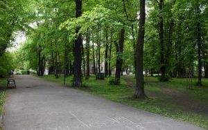 Prostujemy fałszywą informację - nie będzie wycinki 120 drzew (2)