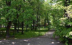 Prostujemy fałszywą informację - nie będzie wycinki 120 drzew (1)