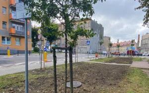 Nowe nasadzenia na skwerach i klombach  (2)