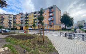Nowe nasadzenia na skwerach i klombach  (3)