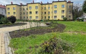 Nowe nasadzenia na skwerach i klombach  (1)