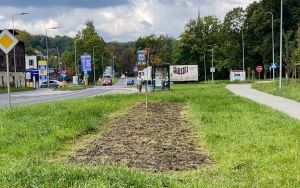 Nowe nasadzenia na skwerach i klombach  (10)