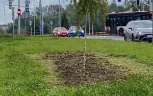 Nowe nasadzenia na skwerach i klombach  (11)