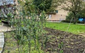 Nowe nasadzenia na skwerach i klombach  (6)