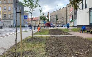 Nowe nasadzenia na skwerach i klombach  (7)