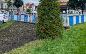 Nowe nasadzenia na skwerach i klombach 