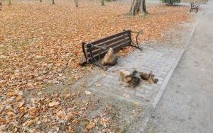 Dewastacja w Parku Kachla (6)