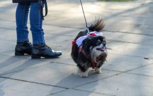 Bytomianie celebrowali Święto Niepodległości  (6)