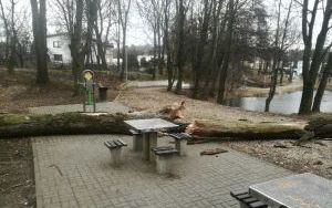Służby miejskie usuwają skutki silnego wiatru (4)