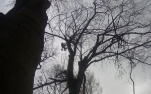 Służby miejskie usuwają skutki silnego wiatru (1)
