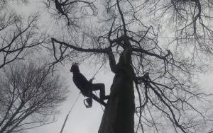 Służby miejskie usuwają skutki silnego wiatru (2)