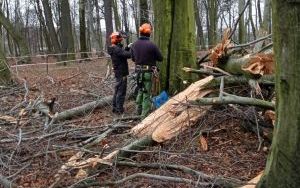 Służby miejskie usuwają skutki silnego wiatru (3)