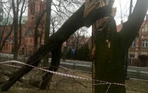 Służby miejskie usuwają skutki silnego wiatru (8)