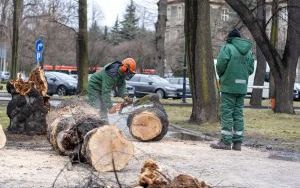 Służby miejskie usuwają skutki silnego wiatru (2)