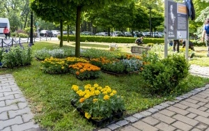 Nowe nasadzenia  na placach i skwerach  (2)