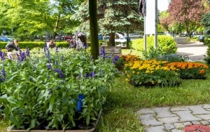 Nowe nasadzenia  na placach i skwerach  (5)