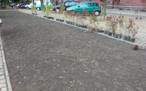Plac Słowiański przed nasadzeniami wiśni kanzan