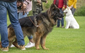 Wystawa psów rasowych (4)