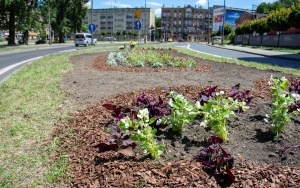 Nowe nasadzenia w Bytomiu (4)