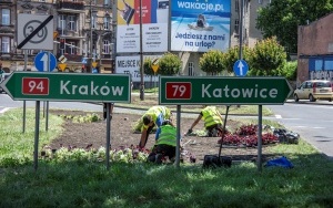Nowe nasadzenia w Bytomiu (6)