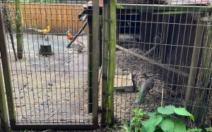 Zakończył się konkurs „Zabierz psa na spacer”. Dzieci odwiedziły Leśne Pogotowie  (6)
