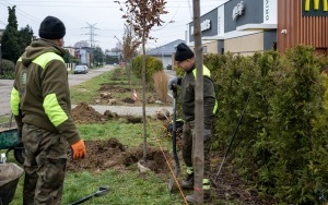 Nowe nasadzenia drzew i krzewów (2)