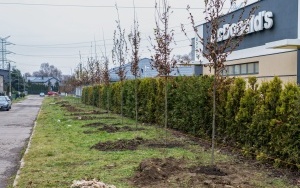 Nowe nasadzenia drzew i krzewów (3)
