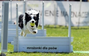 Miłośnicy czworonogów zjechali do Stolarzowic na wyścigi psich sztafet (3)