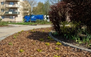 Nowe nasadzenia w Łagiewnikach  (2)